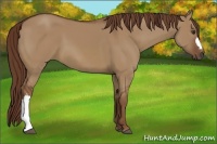 Horse Color:Red Dun 
