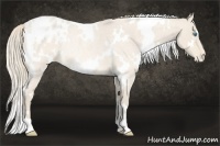 Horse Color:White Spotted Perlino Roan Blanket Rabicano 