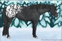 Horse Color:Black Appaloosa