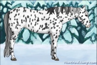 Horse Color:Black Appaloosa 