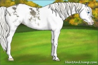 Horse Color:Liver Chestnut Sabino Splash 