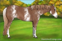 Horse Color:White Spotted Chestnut Splash