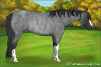Horse Color:Blue Roan Rabicano