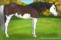 Horse Color:Brown Splash 