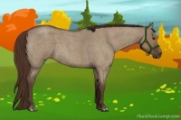 Horse Color:Liver Red Dun Roan 