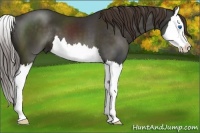 Horse Color:Liver Chestnut Splash 