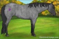 Horse Color:Blue Roan Rabicano