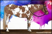 Horse Color:White Spotted Chestnut 