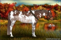 Horse Color:White Spotted Liver Chestnut 