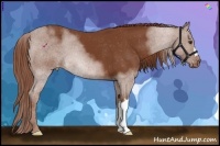 Horse Color:Chestnut Appaloosa