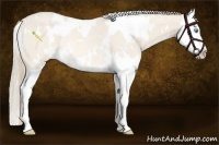 Horse Color:White Spotted Perlino Roan Splash Rabicano 