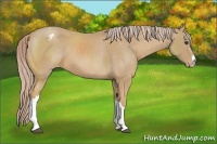 Horse Color:Palomino Appaloosa