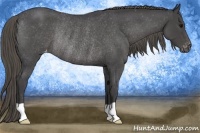 Horse Color:Smoky Blue Roan Appaloosa Rabicano