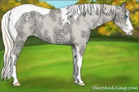 Horse Color:White Spotted Smoky Creme Ice Dun Splash Tobiano Appaloosa 