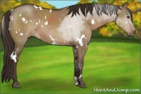 Horse Color:White Spotted Liver Red Dun
