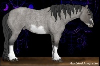 Horse Color:Grullo Roan Sabino Splash Frame Rabicano
