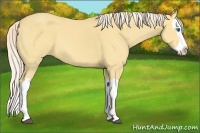 Horse Color:Palomino Dun Splash 
