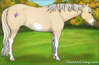 Horse Color:Palomino Roan Splash Frame Rabicano 