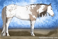 Horse Color:White Spotted Buckskin Roan Splash Appaloosa Rabicano 