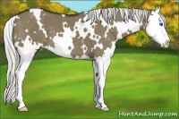 Horse Color:White Spotted Liver Red Dun Splash 