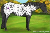 Horse Color:Black Appaloosa 
