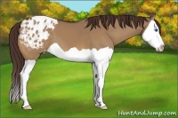 Horse Color:Bay Dun Splash Appaloosa 
