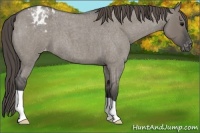 Horse Color:Grullo Roan Appaloosa 