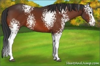 Horse Color:White Spotted Bay Splash