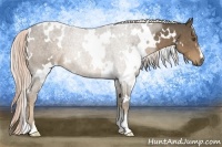 Horse Color:White Spotted Chocolate Palomino