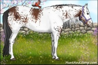 Horse Color:White Spotted Bay Rabicano