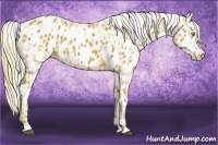 Horse Color:Palomino Leopard  and Chestnut Leopard 
