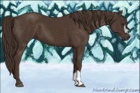 Horse Color:Liver Chestnut 
