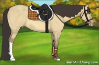 Horse Color:Amber Champagne Dun 