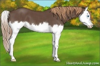 Horse Color:Liver Red Roan Splash 