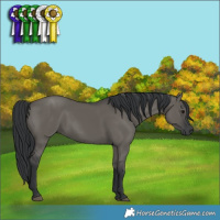 Horse Color:Grullo 