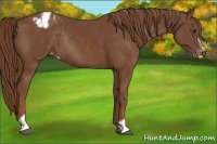 Horse Color:Chestnut Sabino Appaloosa Rabicano