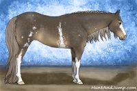 Horse Color:White Spotted Chocolate Palomino
