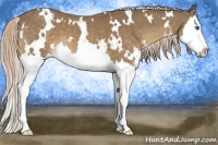 Horse Color:White Spotted Chocolate Palomino Splash 