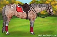 Horse Color:Brown Appaloosa  and Brown Appaloosa 