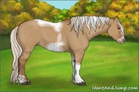 Horse Color:Silver Bay Dun Sabino Tobiano Frame Rabicano 