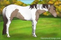 Horse Color:Classic Champagne Roan Tobiano 