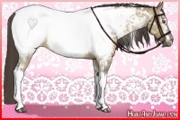 Horse Color:White Spotted Buckskin Dun Appaloosa 