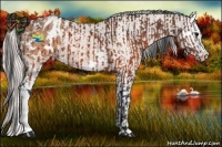 Horse Color:Brown Appaloosa and Silver Brown Dun Splash Appaloosa