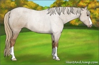 Horse Color:Red Dun Rabicano Brindle 