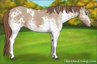 Horse Color:White Spotted Red Dun Appaloosa Brindle 