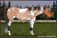 Horse Color:White Spotted Bay Roan Rabicano 