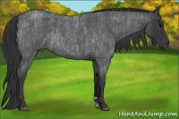 Horse Color:Blue Roan  and Blue Roan 