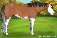 Horse Color:Bay Splash 