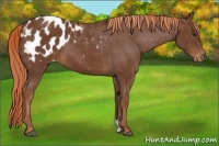 Horse Color:Chestnut Appaloosa