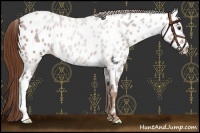 Horse Color:Chestnut Near Leopard